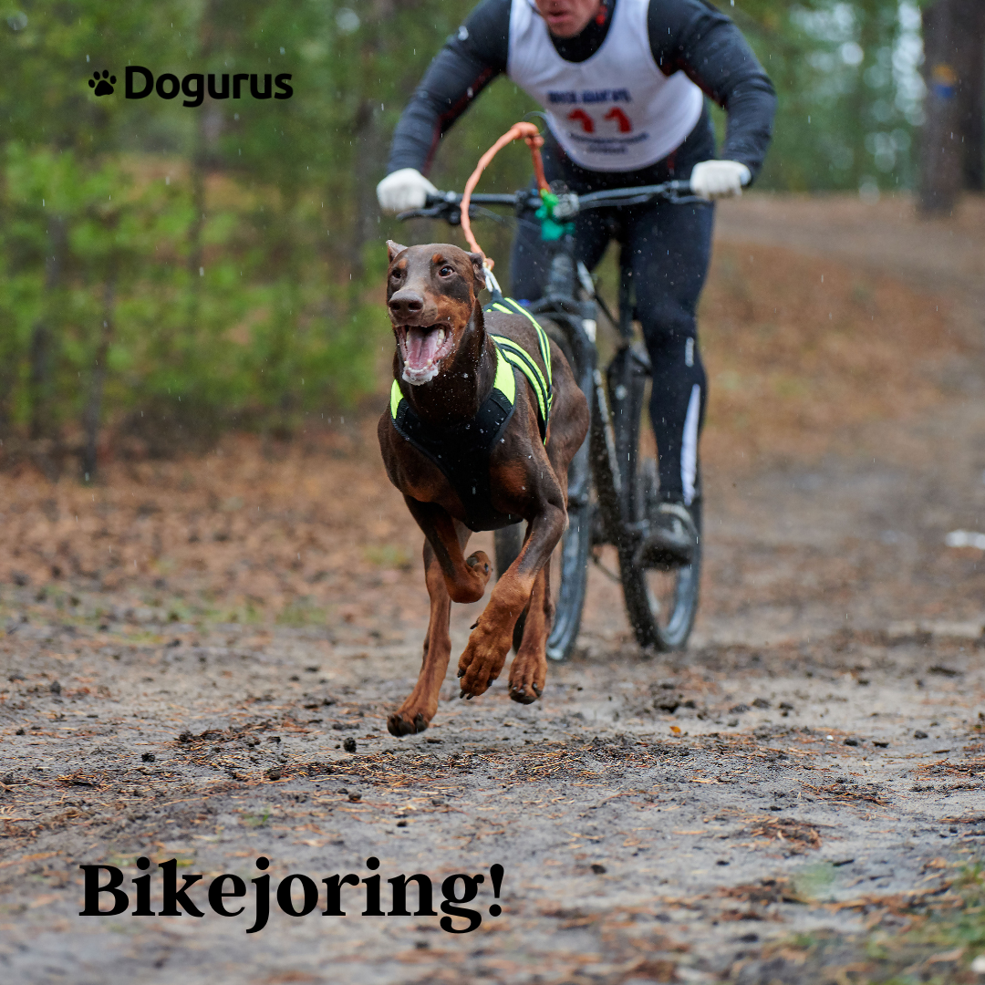 Dog Blog Bikejoring An Extremely Exciting & Fun Activity To Do With